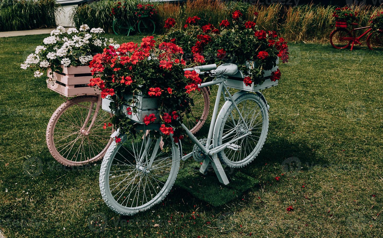 cykel dekorerad med röd pelargoner dekoration i de trädgård foto