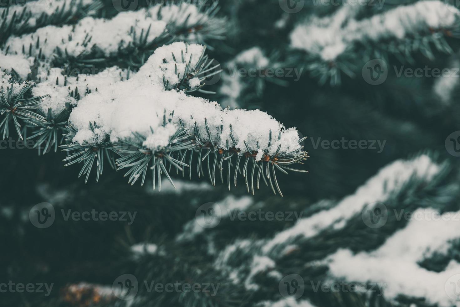 grön gren av tall barrträd täckt med vit färsk snö närbild i parkera foto
