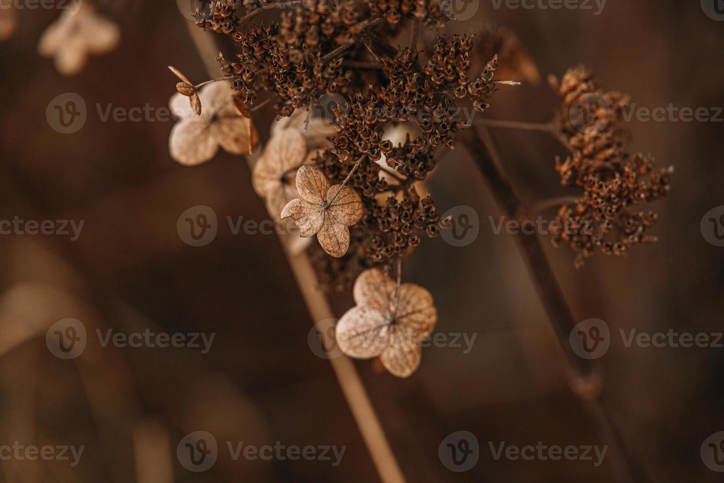 brun vissnade dekorativ blommor i de trädgård på en Häftigt höst dag foto