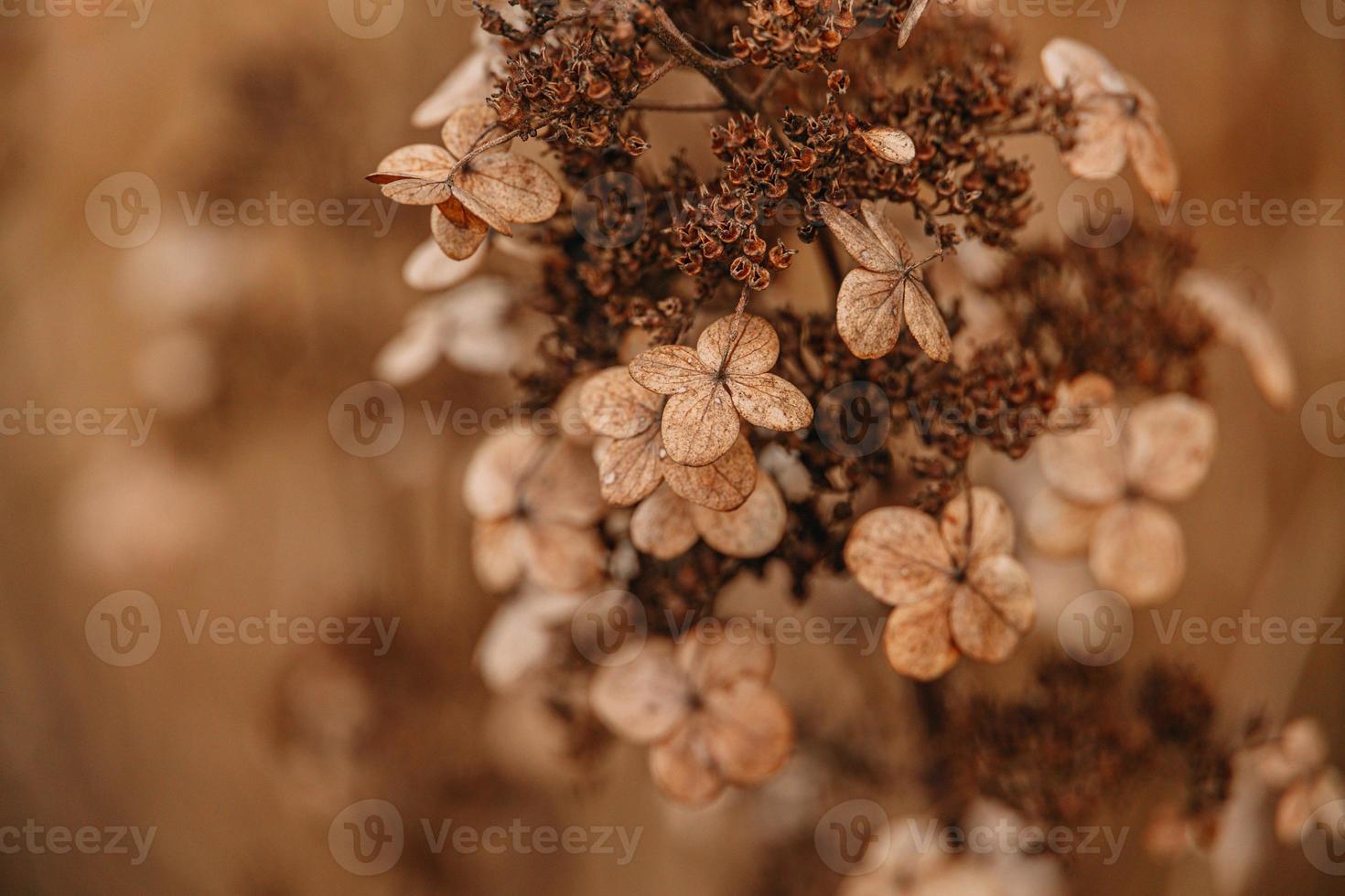 brun vissnade dekorativ blommor i de trädgård på en Häftigt höst dag foto