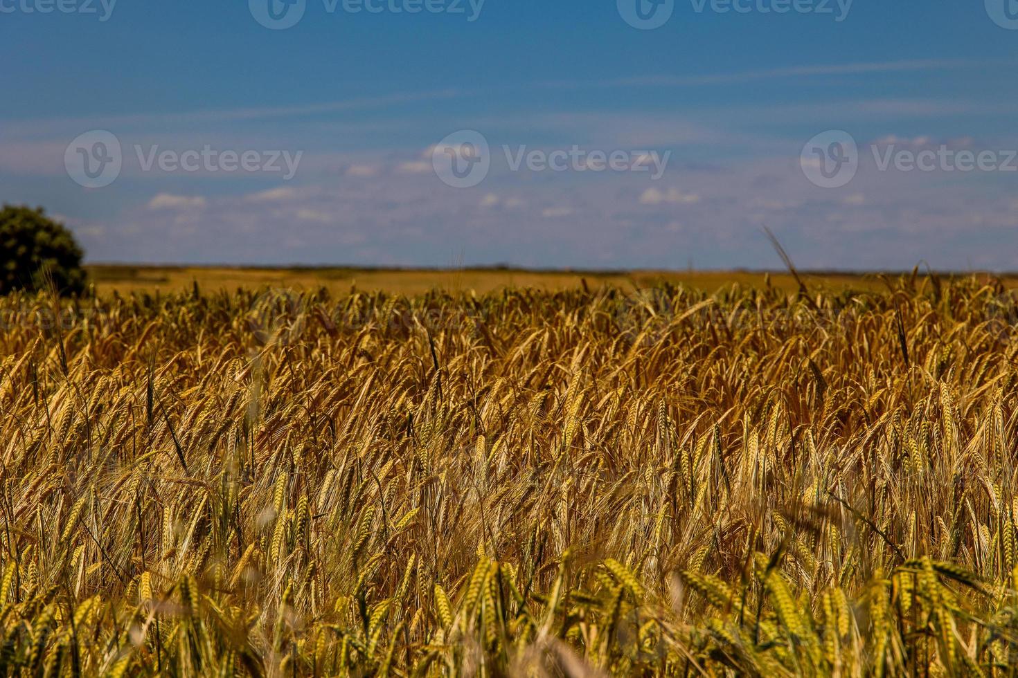 skön naturlig jordbruks bakgrund vete i de fält värma sommar innan skörda foto