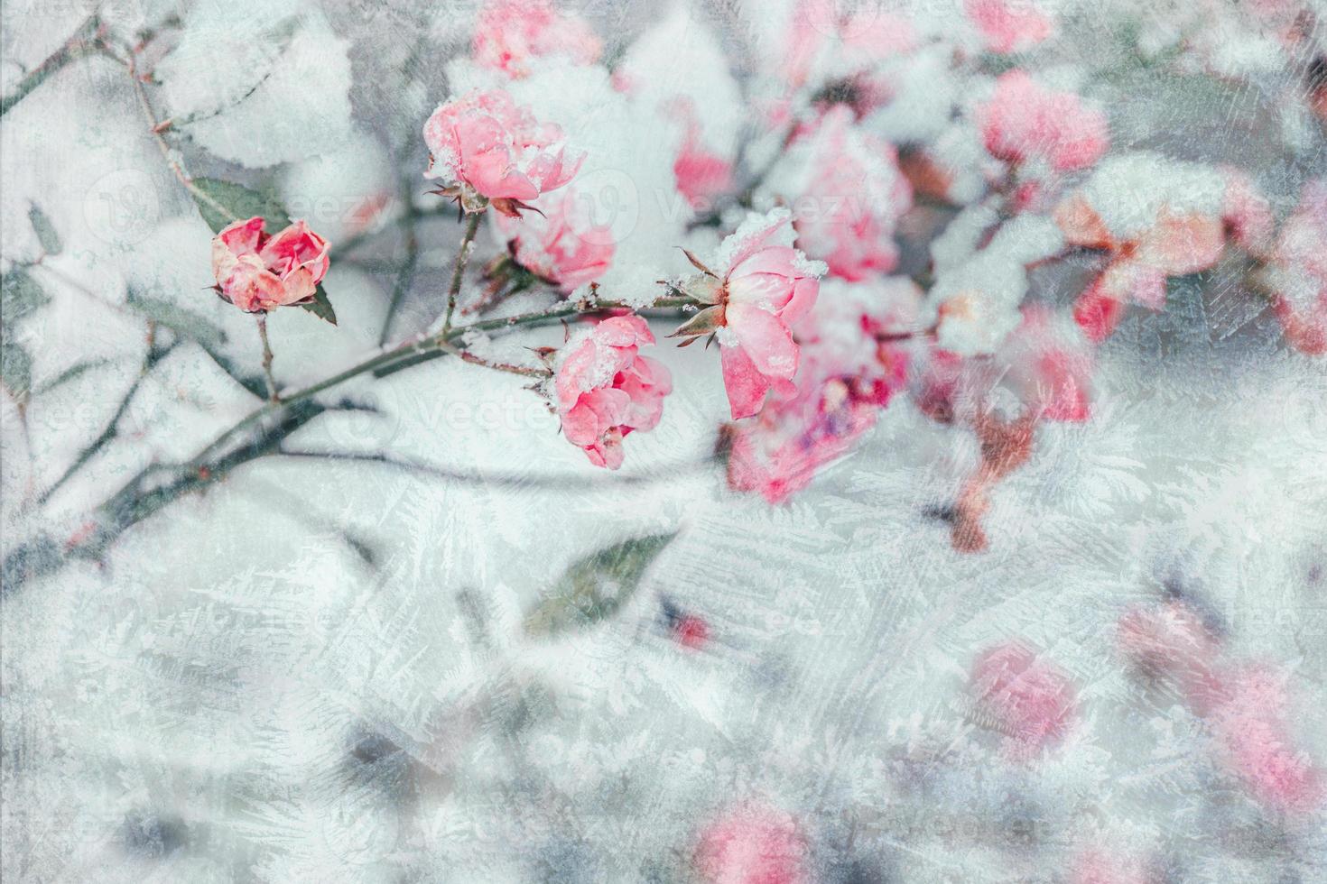 rosa reste sig med vit snö i de trädgård på en frostig dag foto