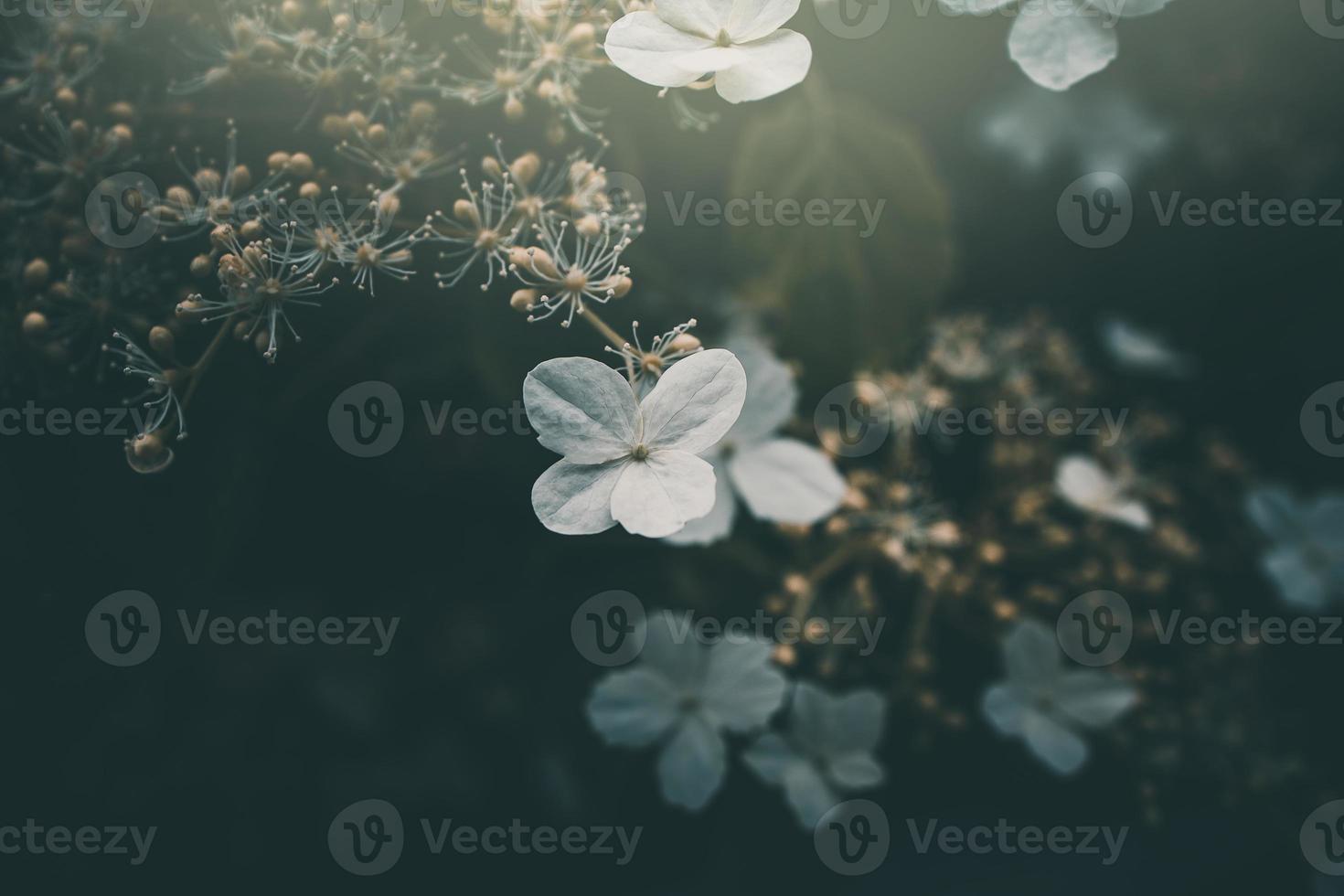 vit små blomma på de buske i de trädgård foto