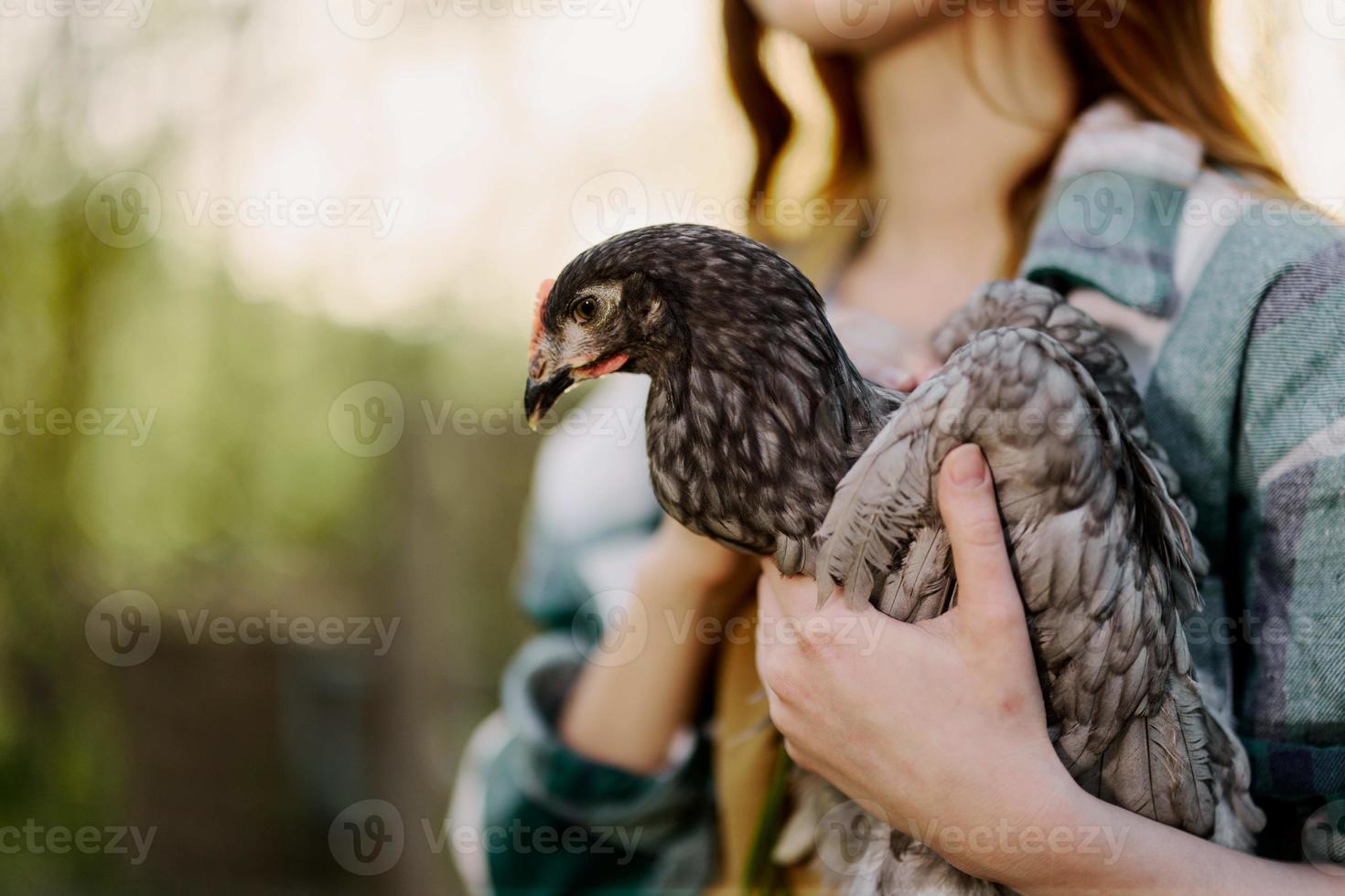 en kvinna jordbrukare innehar en grå fick syn på kyckling och undersöker den till göra Säker de fågel är friska och visar den till de kamera i solnedgång solljus mot ett organisk bakgrund foto