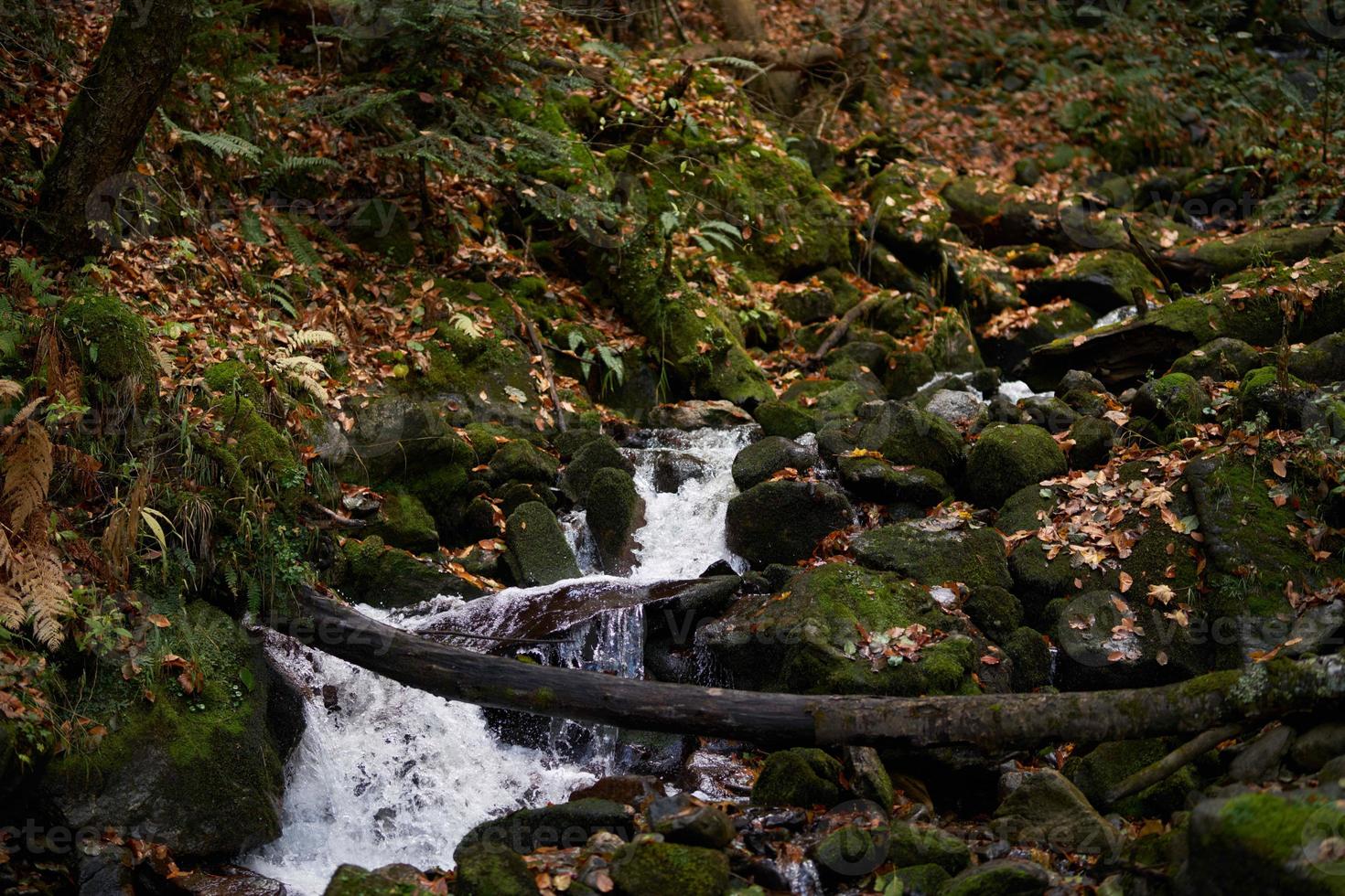 berg flod natur skog resa livsstil foto