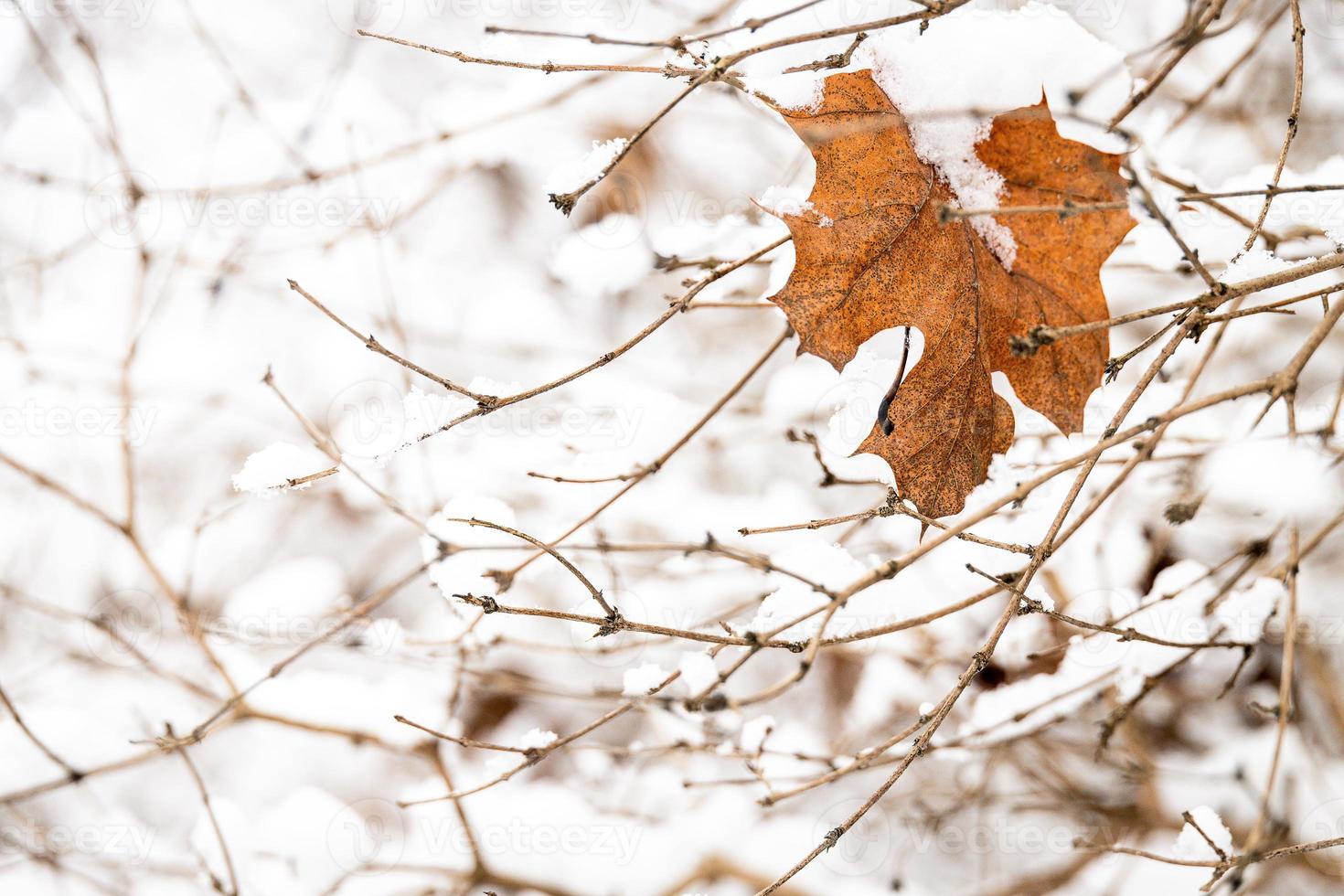 brun blad på en träd gren mot en bakgrund av vit snö i en vinter- dag i närbild foto