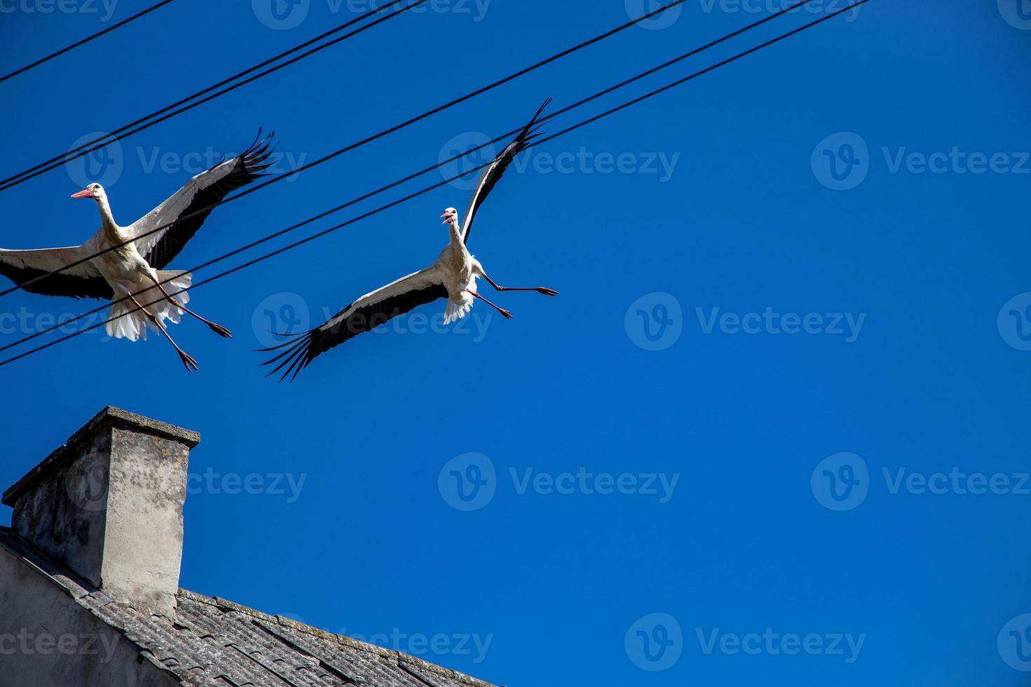 fri vild svart och vit stork i flyg mot de bakgrund av de springtime molnfri blå himmel foto