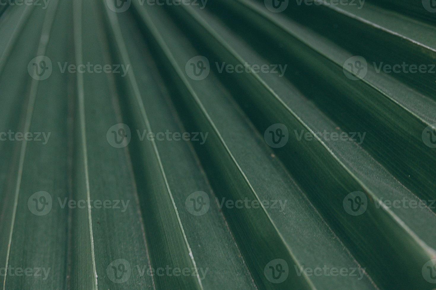 grön naturlig abstrakt bakgrund handflatan blad närbild foto