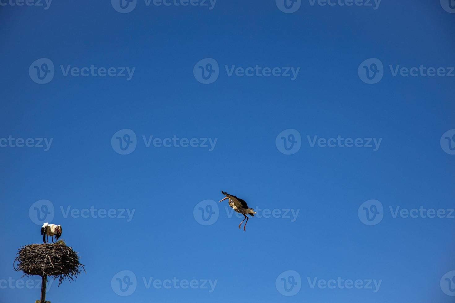 fri fåglar storkar på en bakgrund av de blå himmel i flyg stridande för gniazo i de vår foto