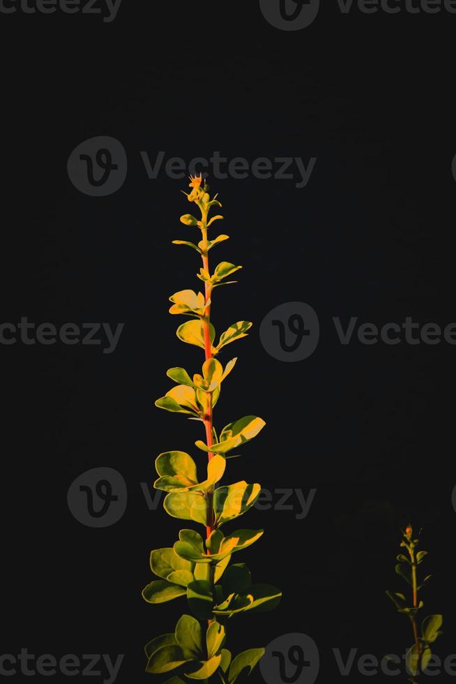 liten kvist av en buske med ljus grön löv upplyst förbi de Sol på en svart bakgrund foto