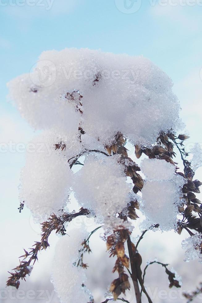 vinter- skön växt överdragen med frysta vit snö och is foto
