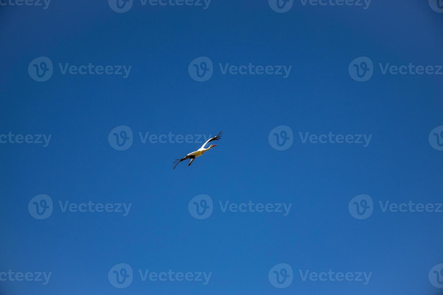 fri vild svart och vit stork i flyg mot de bakgrund av de springtime molnfri blå himmel foto