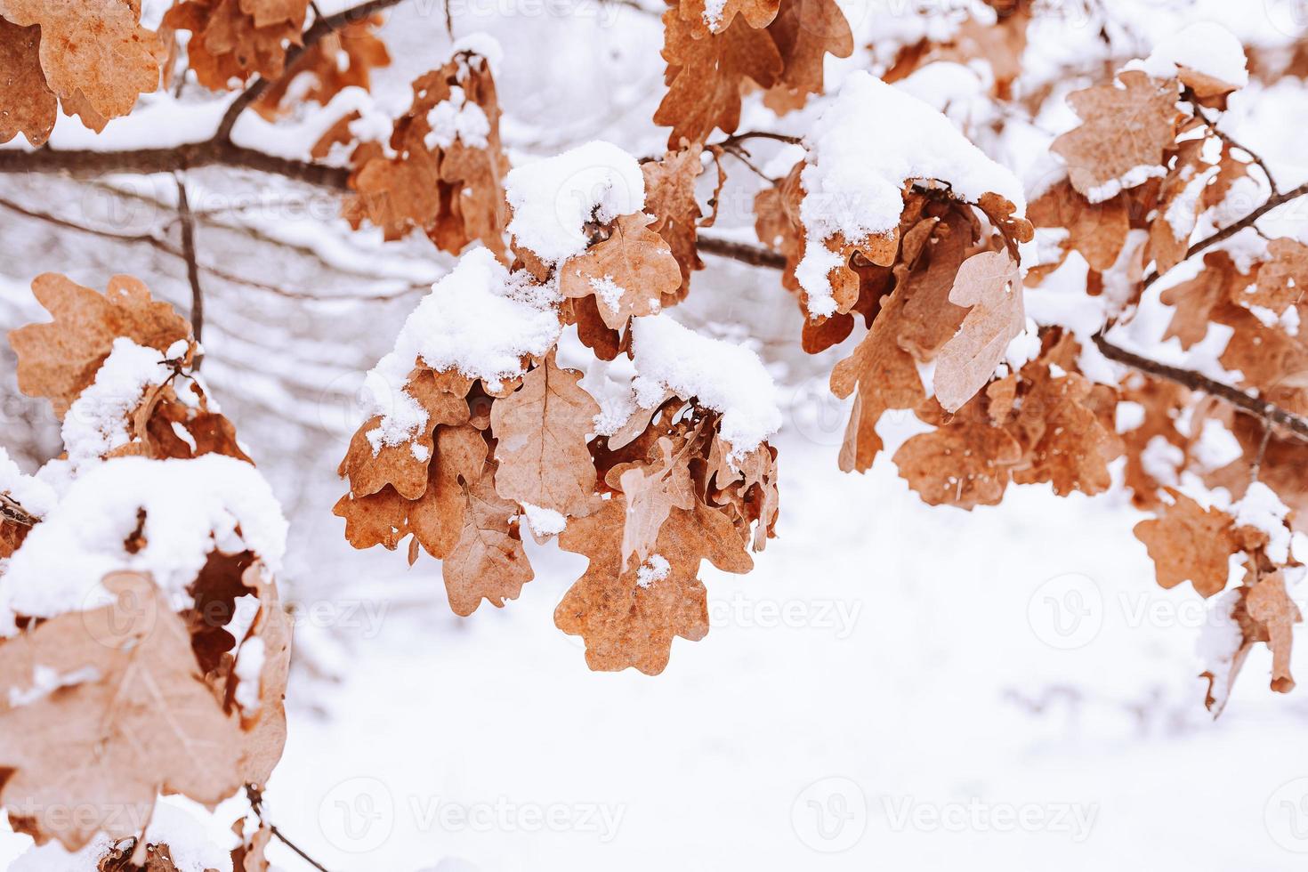 brun blad på en träd gren mot en bakgrund av vit snö i en vinter- dag i närbild foto