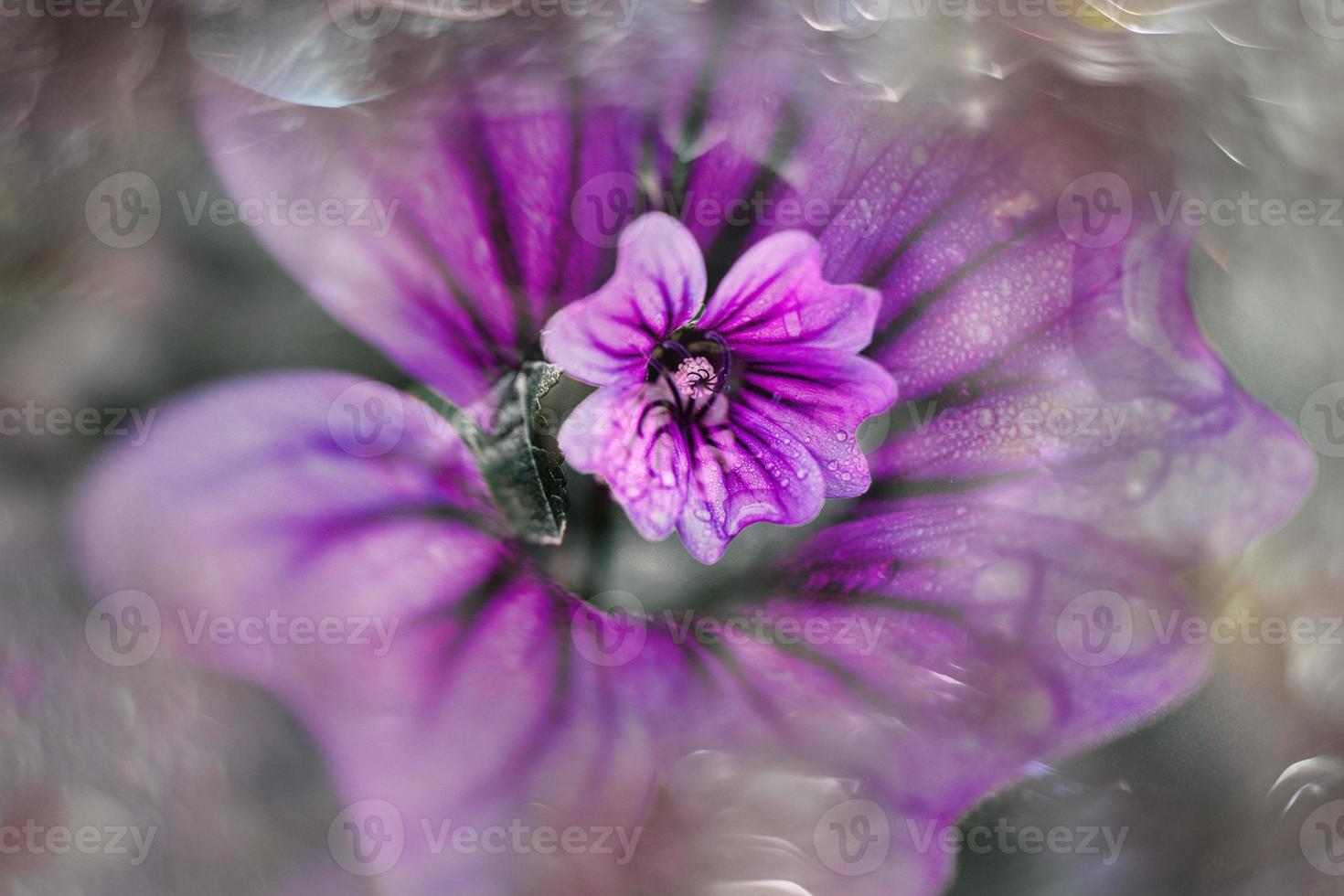 liten vild lila blomma i de solsken med årgång bokeh foto