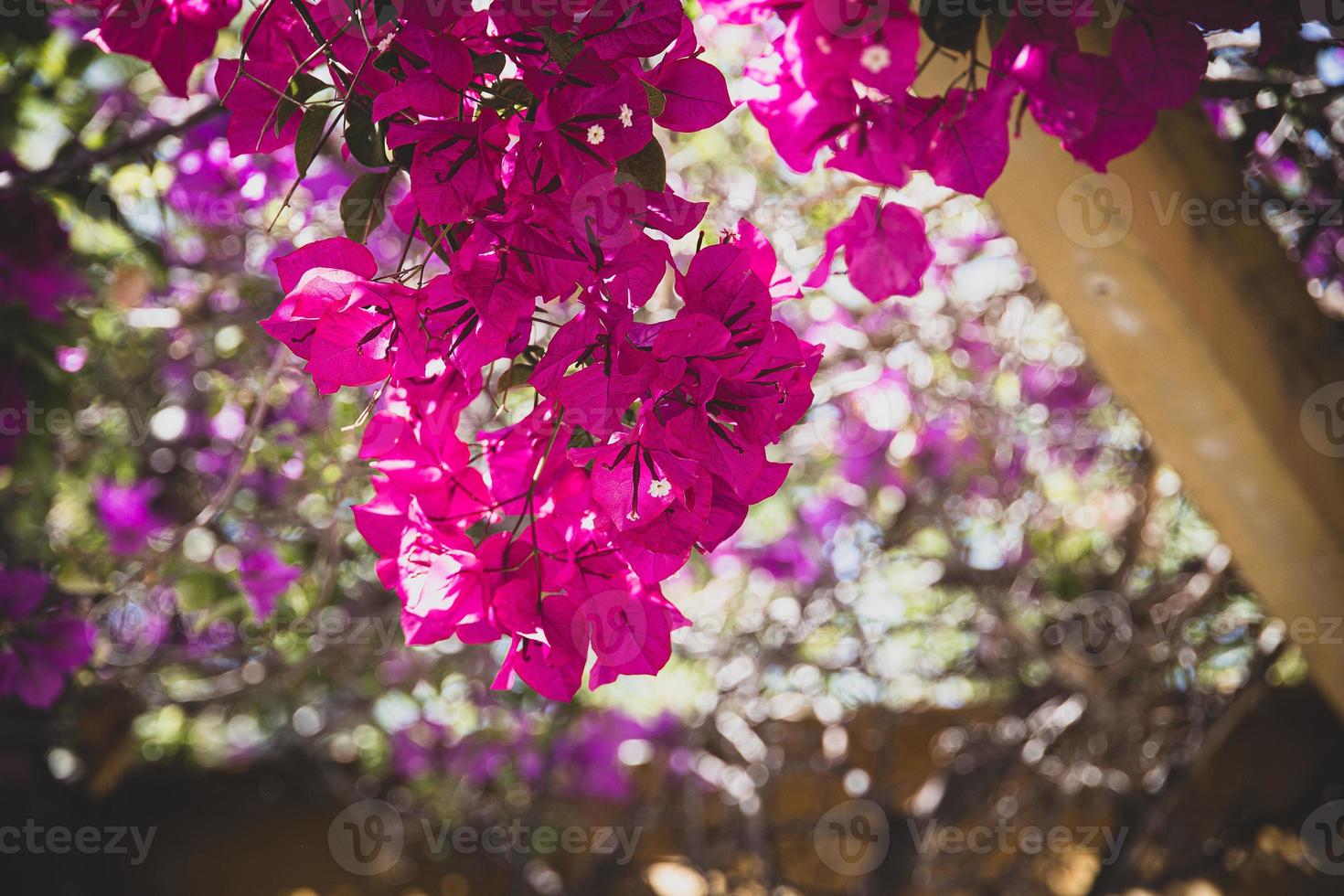 delikat rosa bougainvillea blomma på en träd på en värma vår dag foto