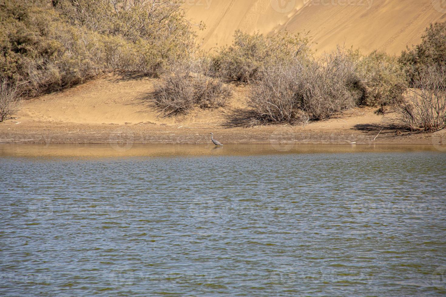 naturlig landskap sjö på de spanska kanariefågel ö gran canaria i maspalomas med vatten, sanddyner växter och vild fåglar foto