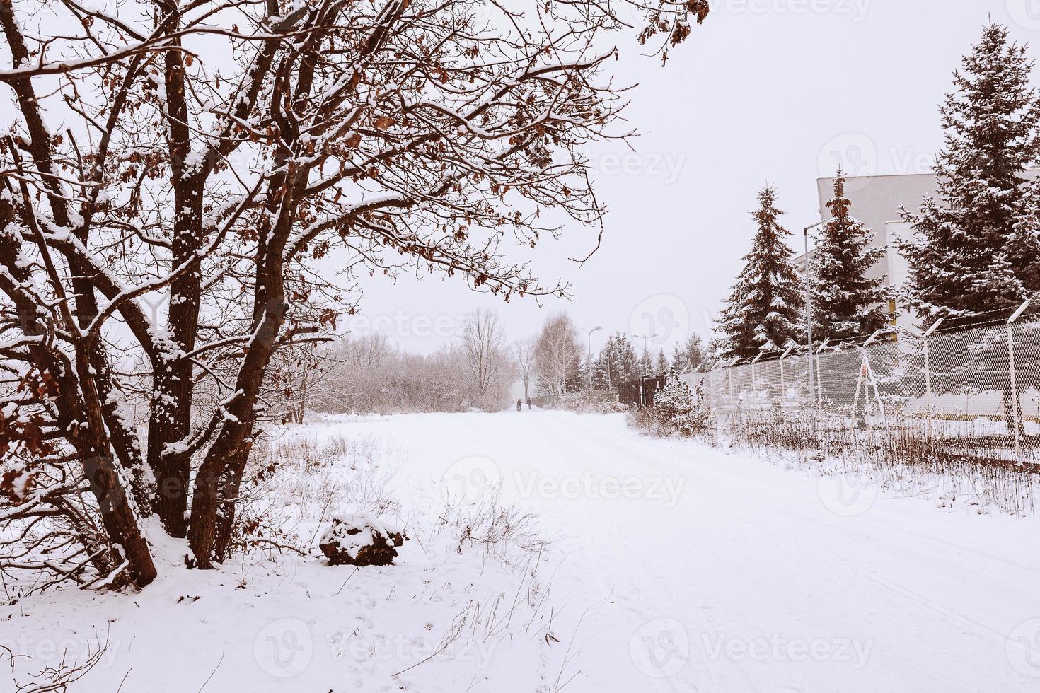 vinter- naturlig landskap med snötäckt träd i de skog och en smal väg foto