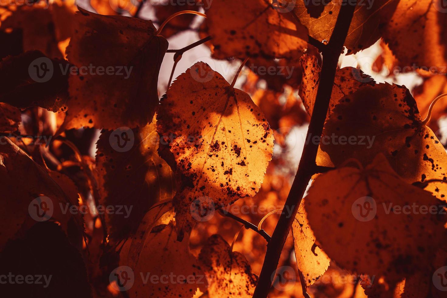 l gyllene höst löv på en träd i en parkera under värma oktober Sol foto