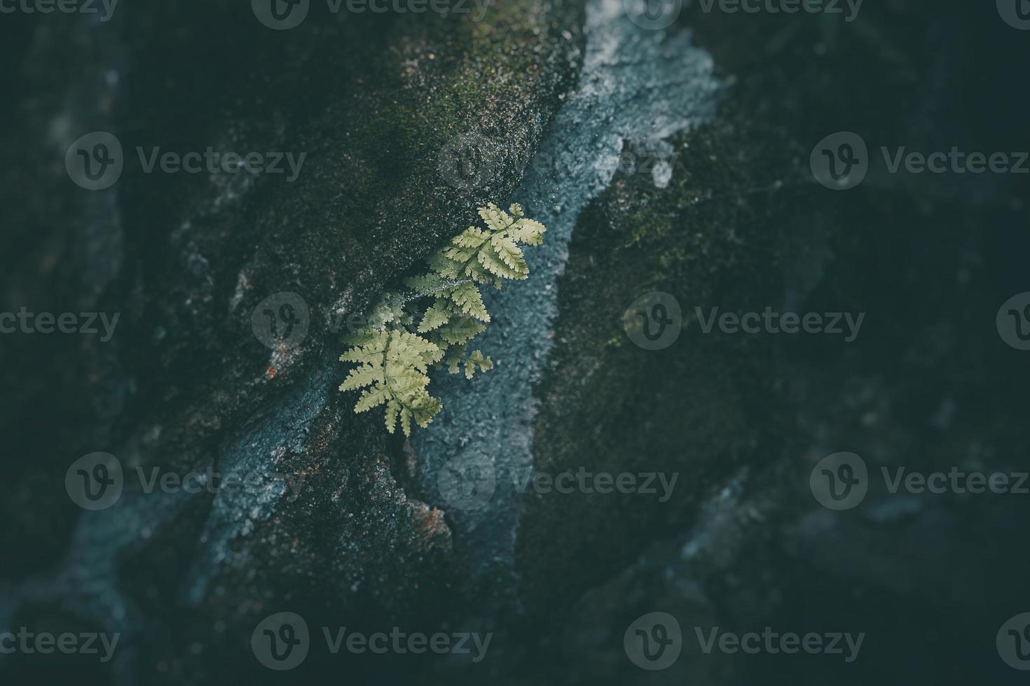 grön ormbunke blad på en mörk bakgrund närbild foto