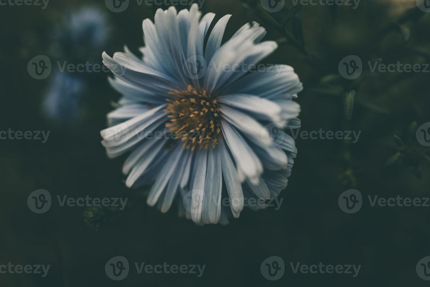 sista höst blå blommor på en grön bakgrund i de trädgård närbild foto