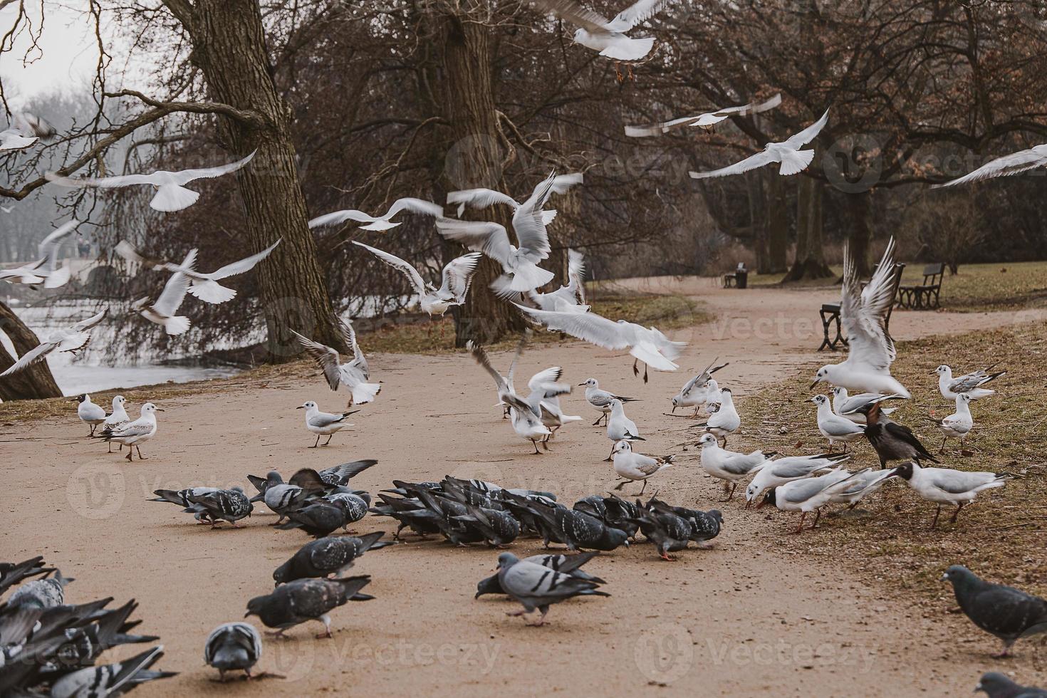 fåglar, duvor och tärnor under vinter- matning i en parkera i polen foto