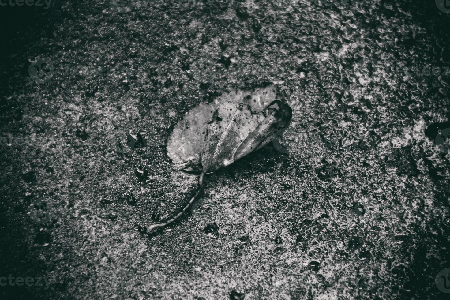 höst blad med regn droppar liggande på de gata foto