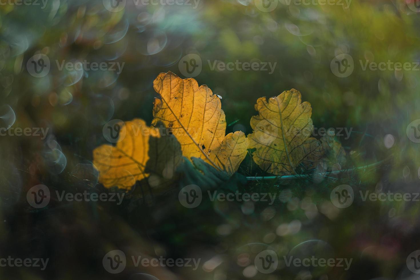 höst gyllene löv på de gräs under värma höst Sol med bokeh foto