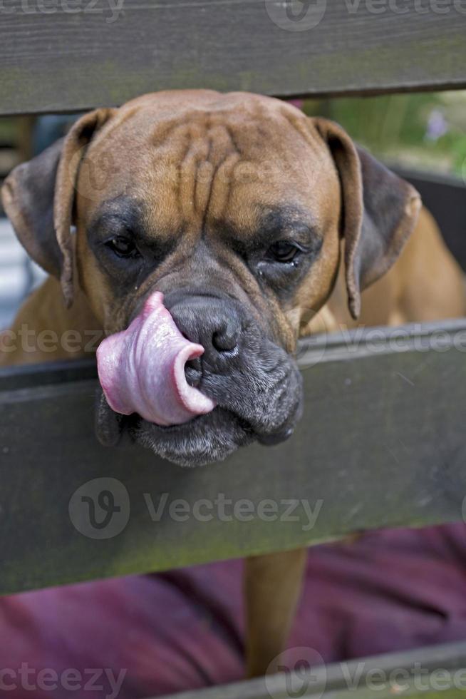 brun huvud hund uppfödare boxare ser genom en trä- staket foto