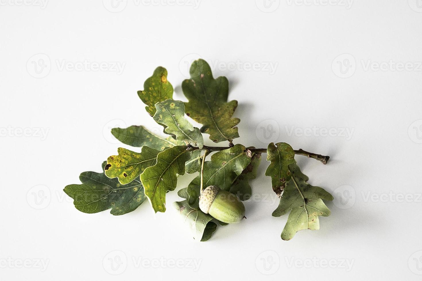 höst ek kvist med grön löv och ollon foto