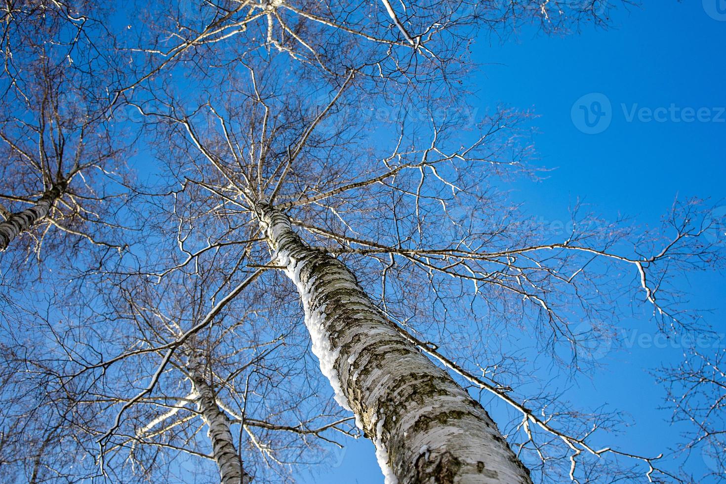 vit björk träd utan löv mot de bakgrund av en slät molnfri vinter- himmel foto