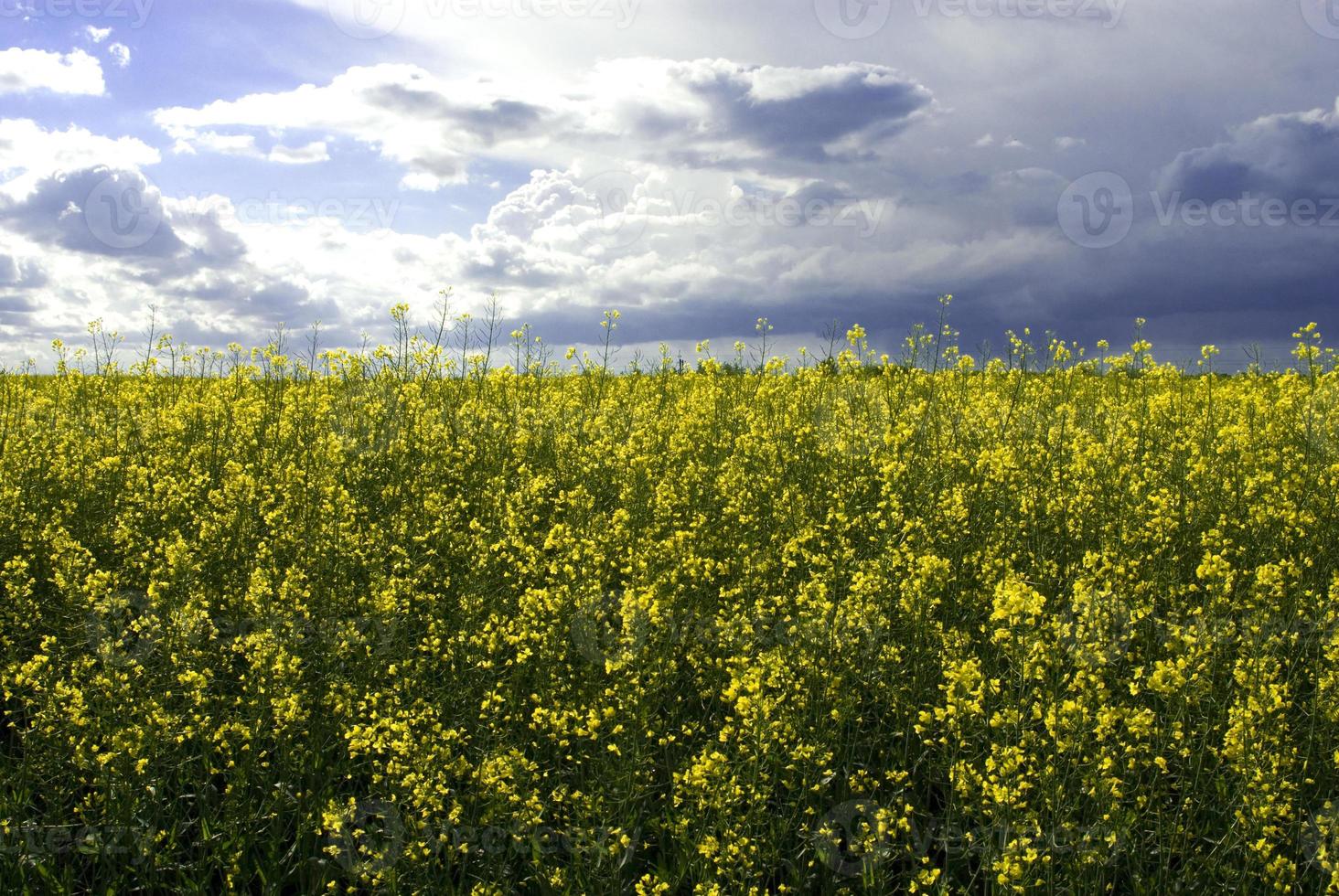 skön lugna minimalistisk gul vår våldta fält mot en blå molnfri idyllisk fred himmel färger av de ukrainska flagga foto