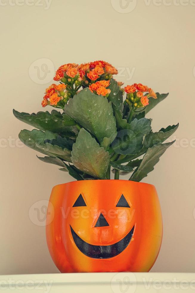 skön orange inlagd blomma i en pumpa pott för halloween på en ljus bakgrund foto