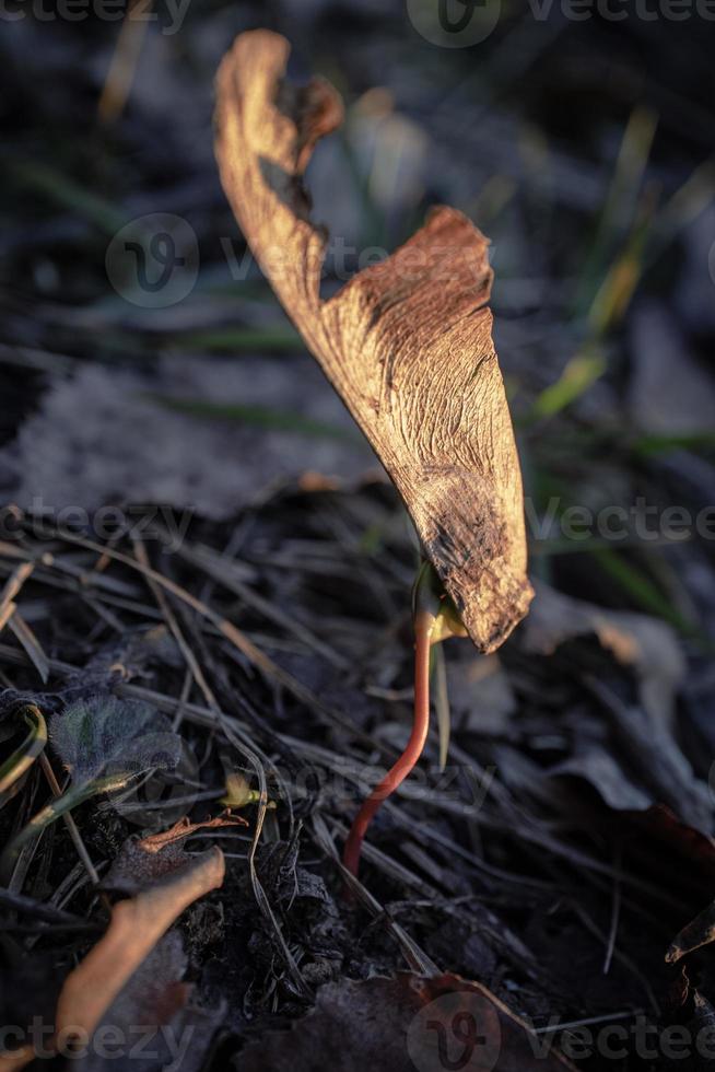 torr texturerad skadad gyllene fallen lönn utsäde blad med växande gro från torr lummig jord i bukt solnedgång ljus foto