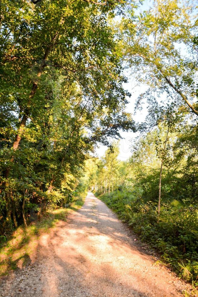 träd i skogen foto