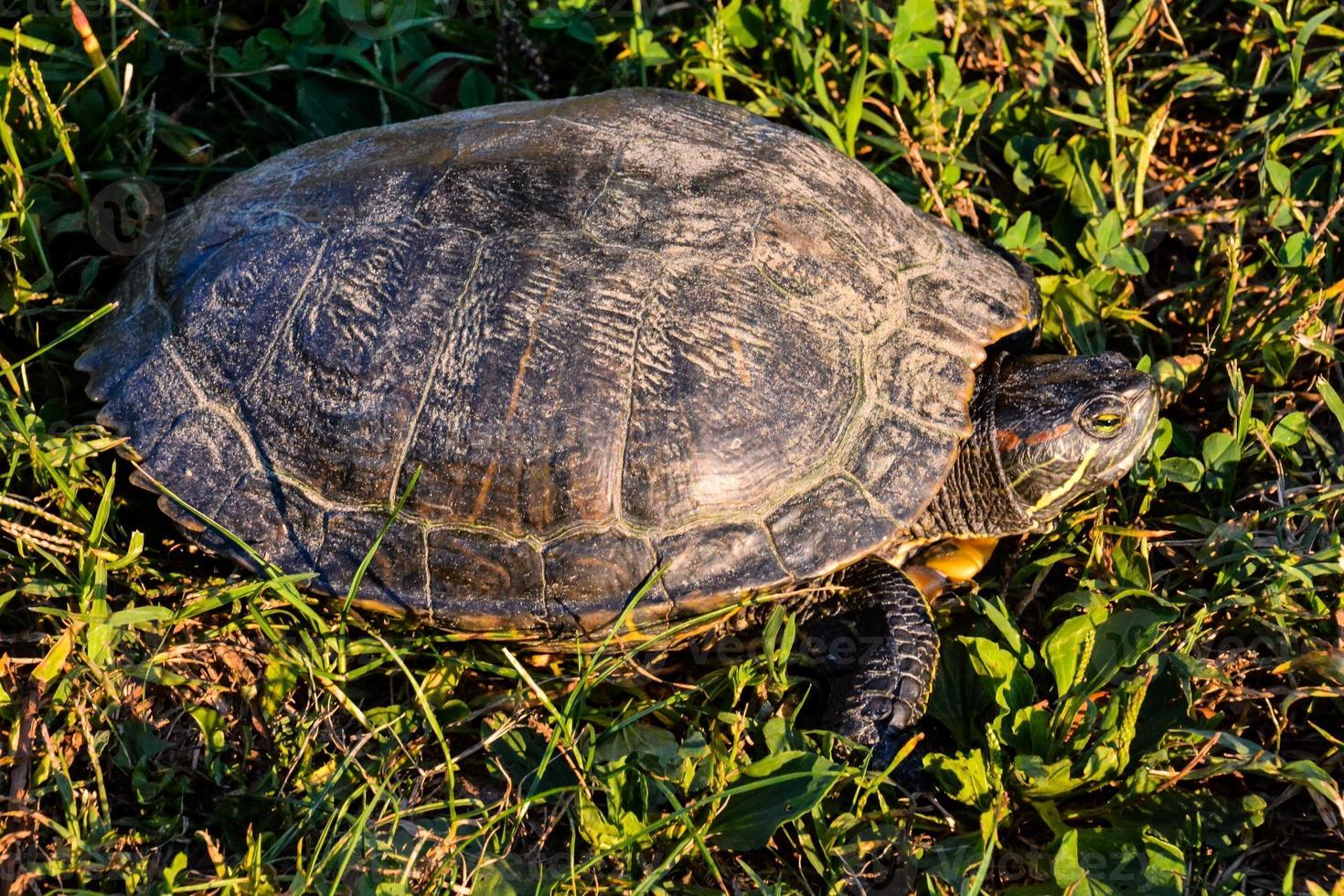 sköldpadda på nära håll foto