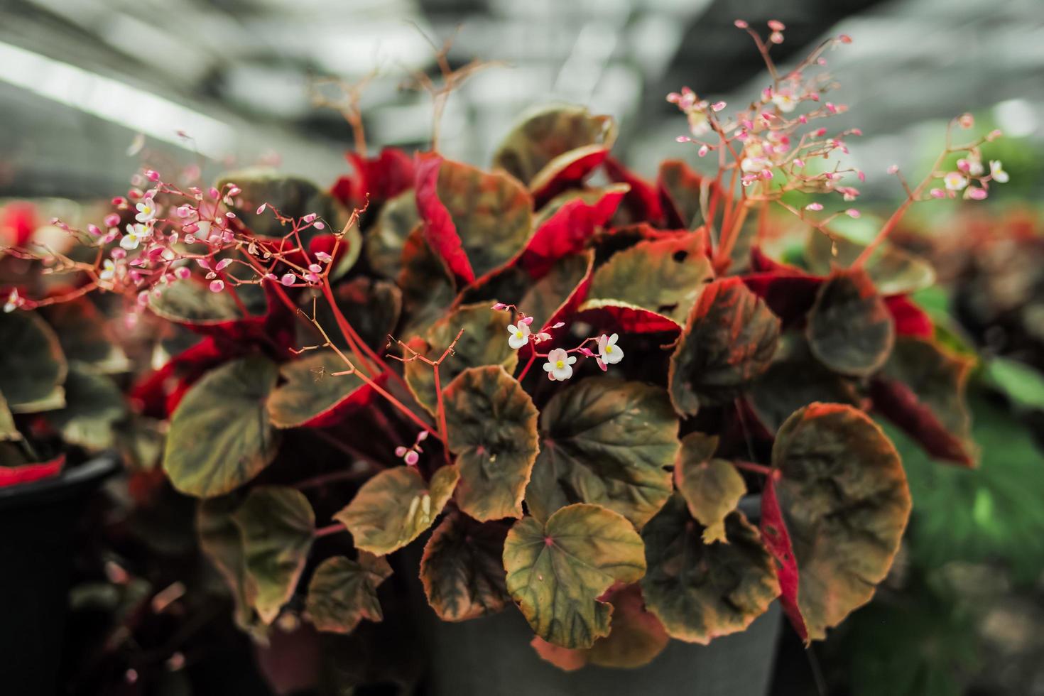 små blommande röda blommor i blommig gård foto