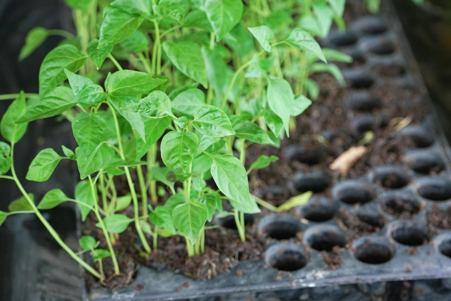 närbild grupp av små träd i plastpallen på plantskolegården foto