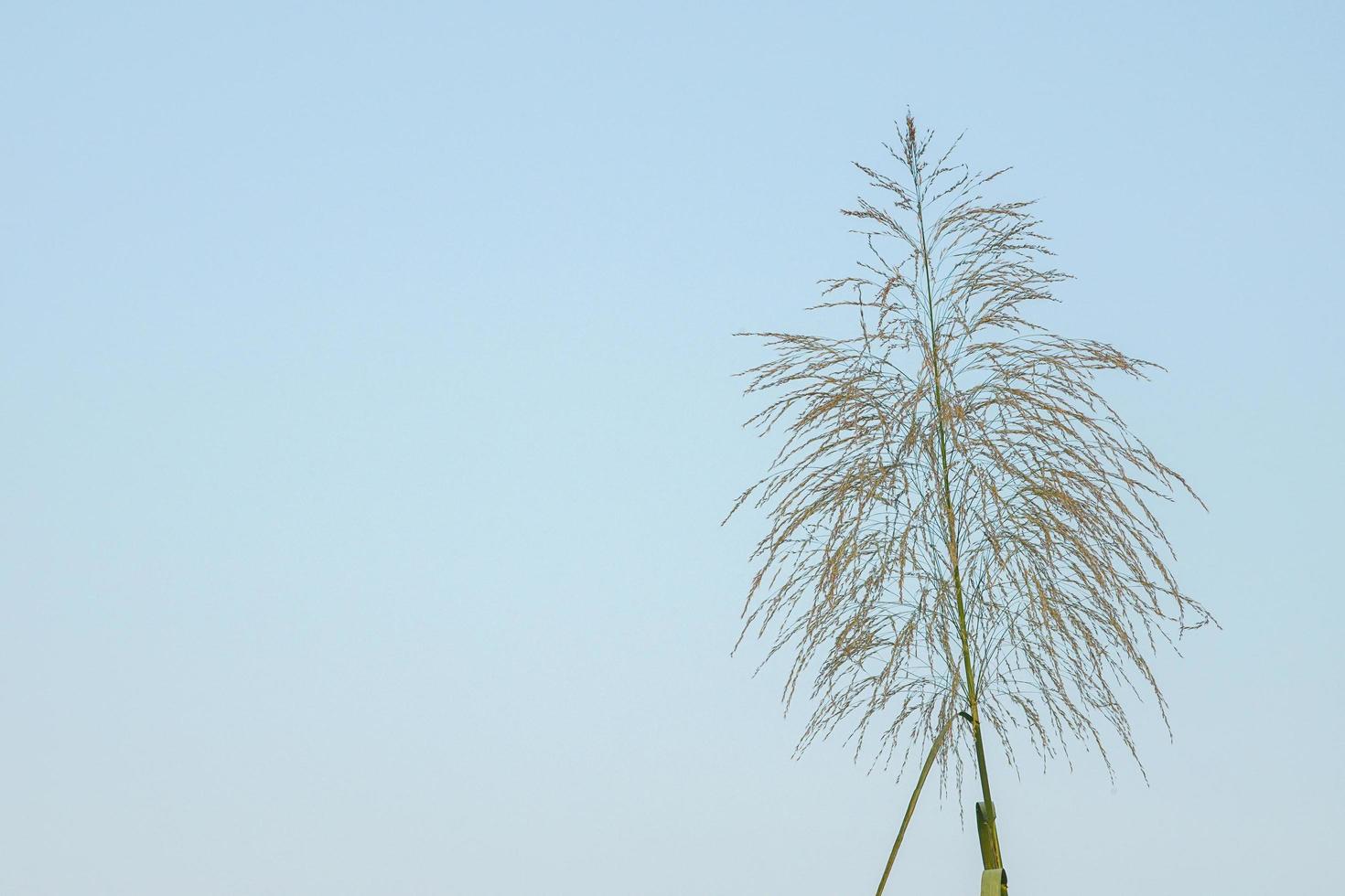 närbild öra av ogräs blomma isolerad på klarblå himmel bakgrund med kopia utrymme foto