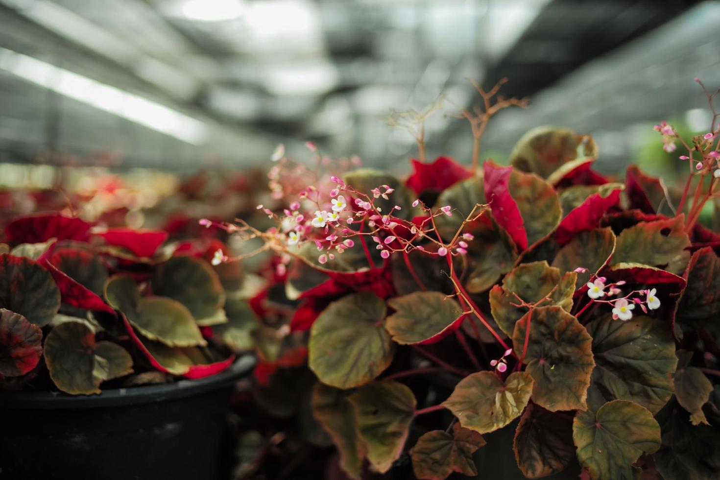 små blommor röda blommor i blommig gård foto