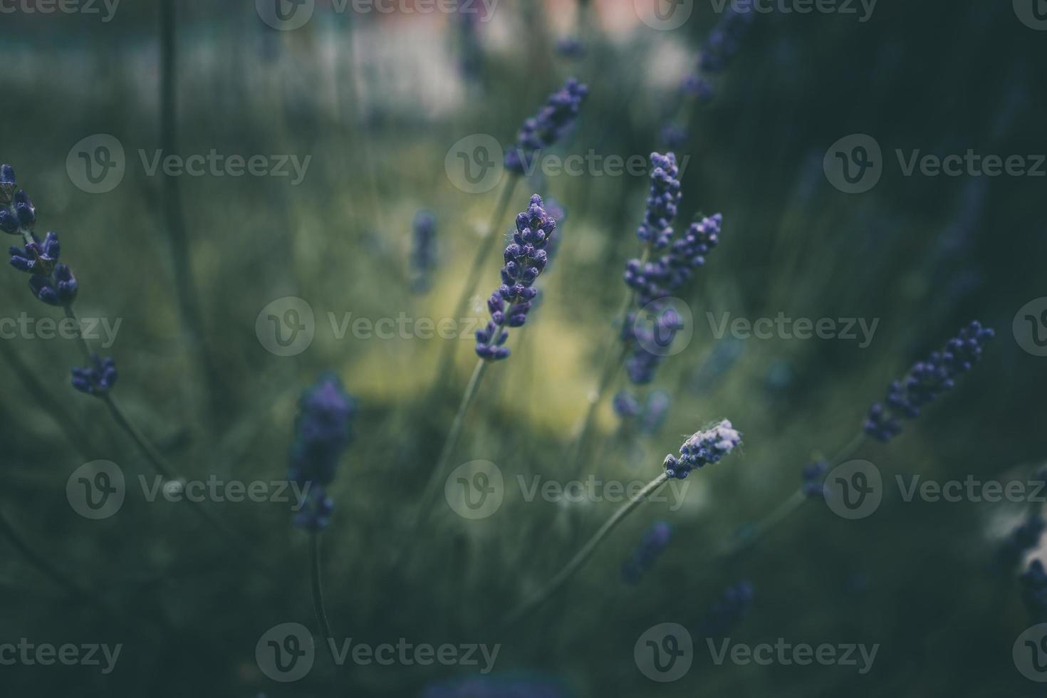 lavendel- blommor i de trädgård på grön bakgrund foto