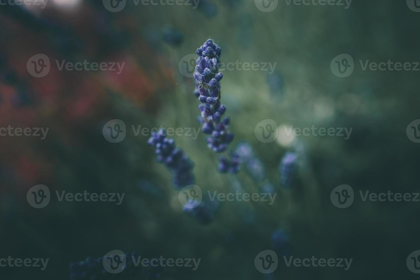 lavendel- blommor i de trädgård på grön bakgrund foto