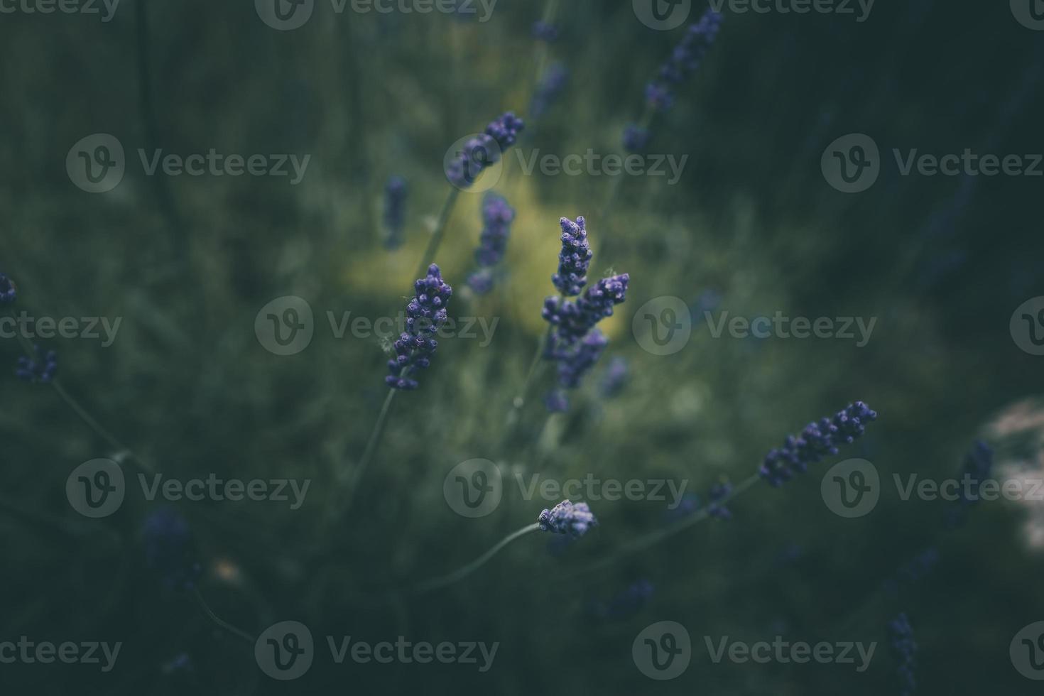 lavendel- blommor i de trädgård på grön bakgrund foto