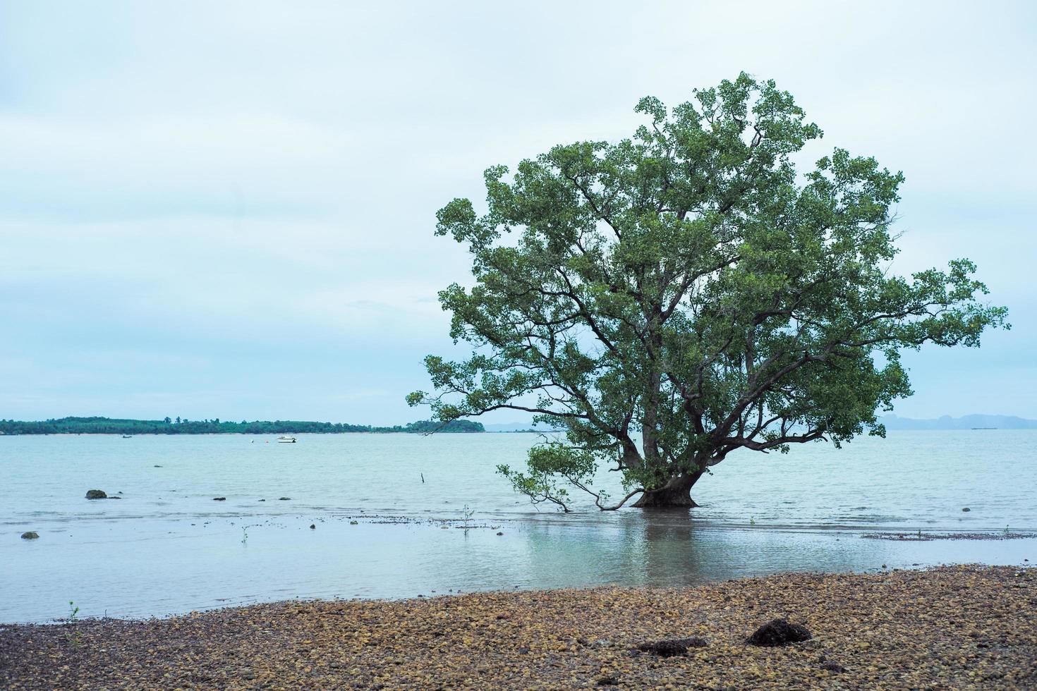 isolerat stort gammalt mangroveträd på stranden foto