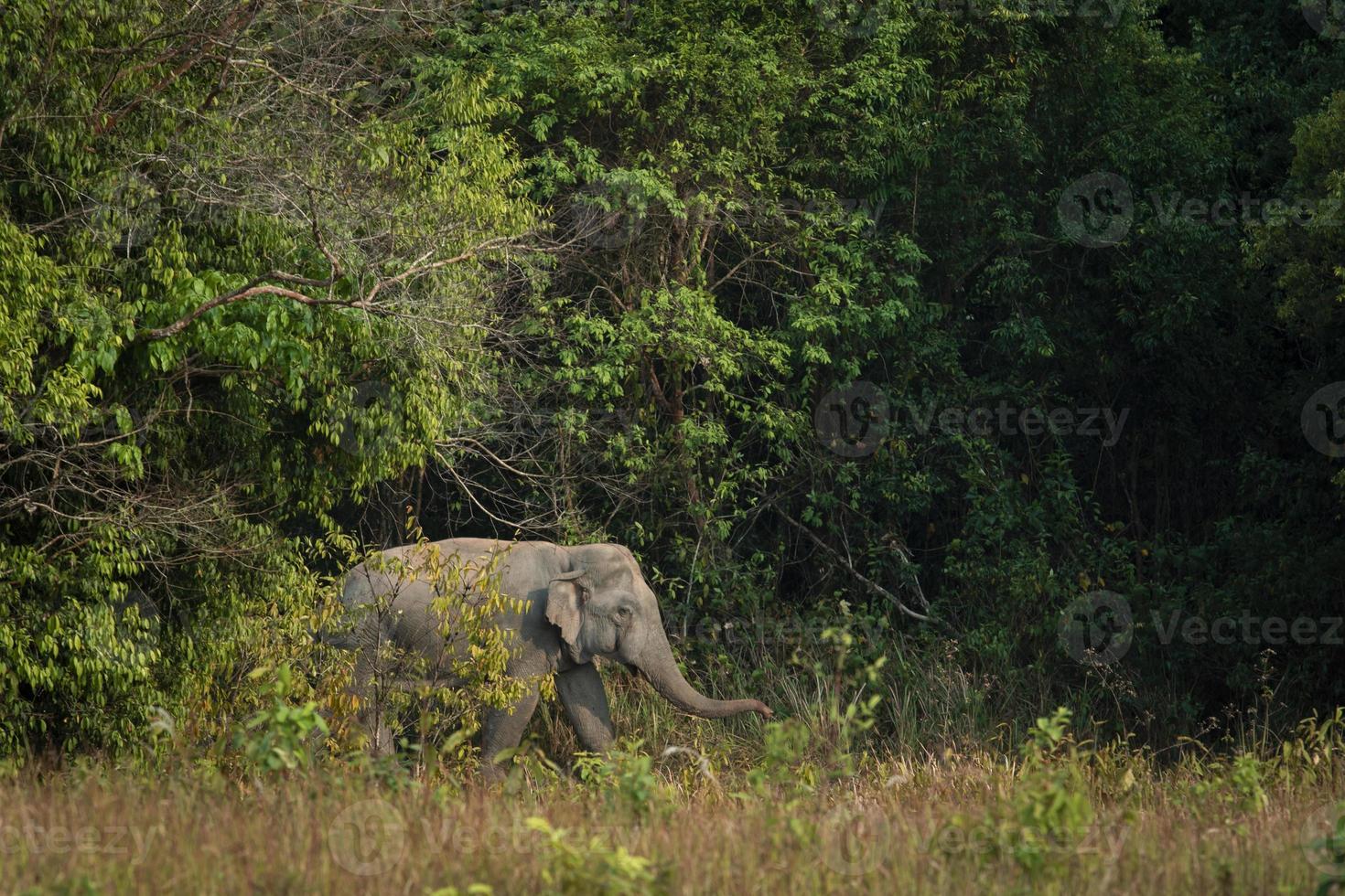 manlig elefant gående på kant av skog i khaoyai nationell del thailand foto