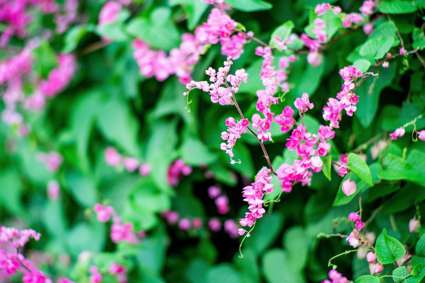 selektiv fokus för små blommor med suddiga blad i bakgrunden foto