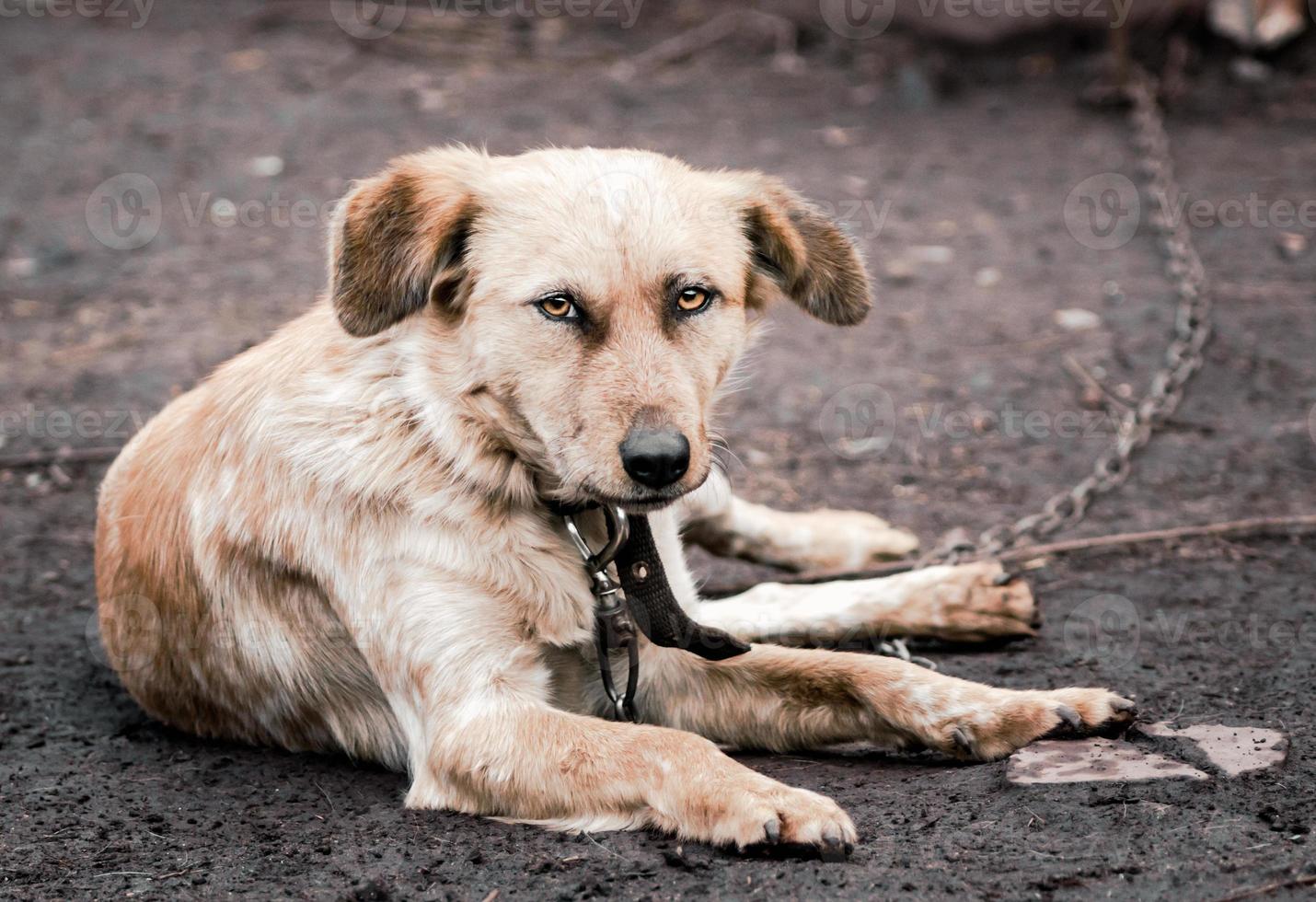 hund i en kedja foto