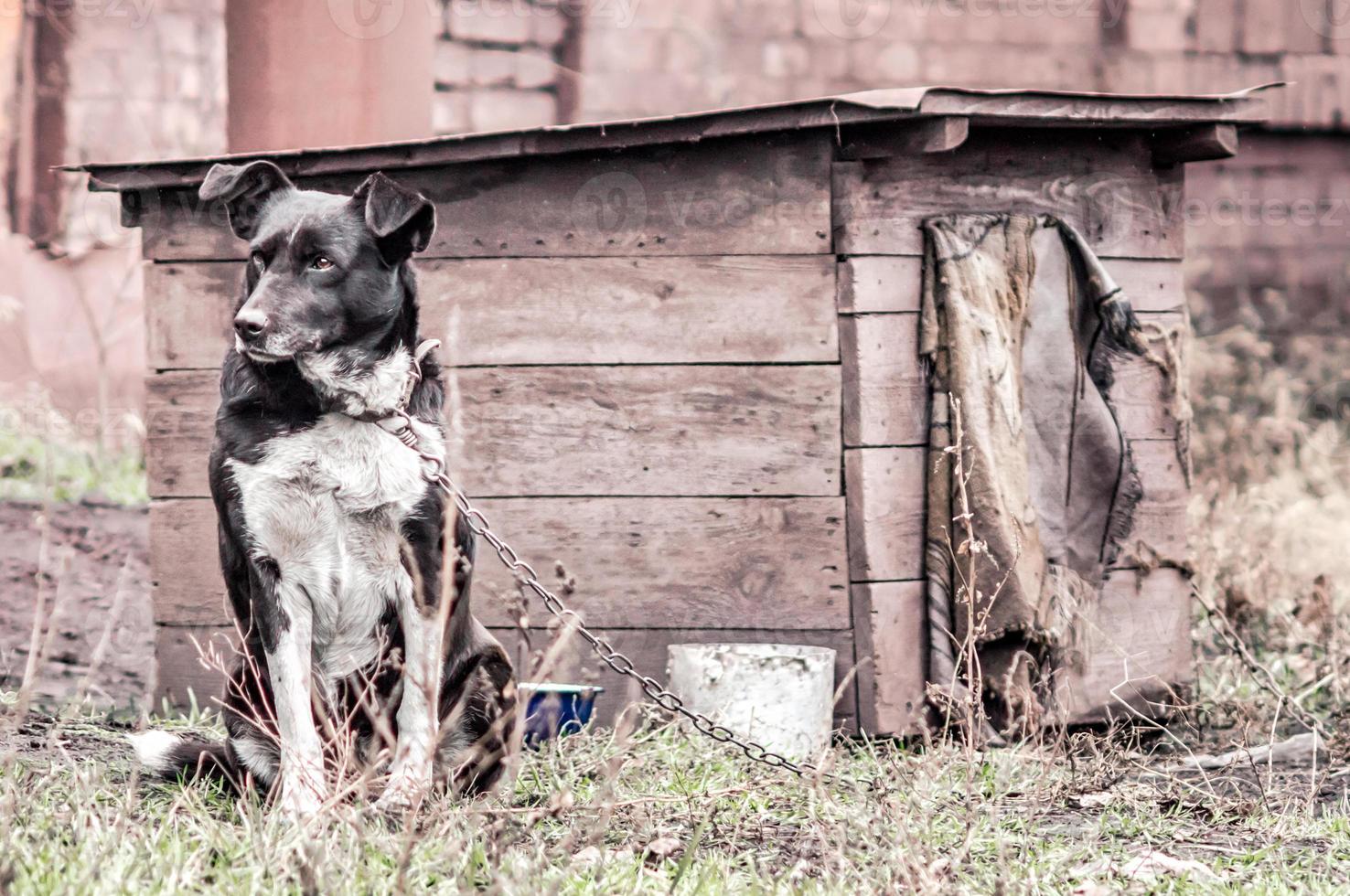 hund med ett trähus foto