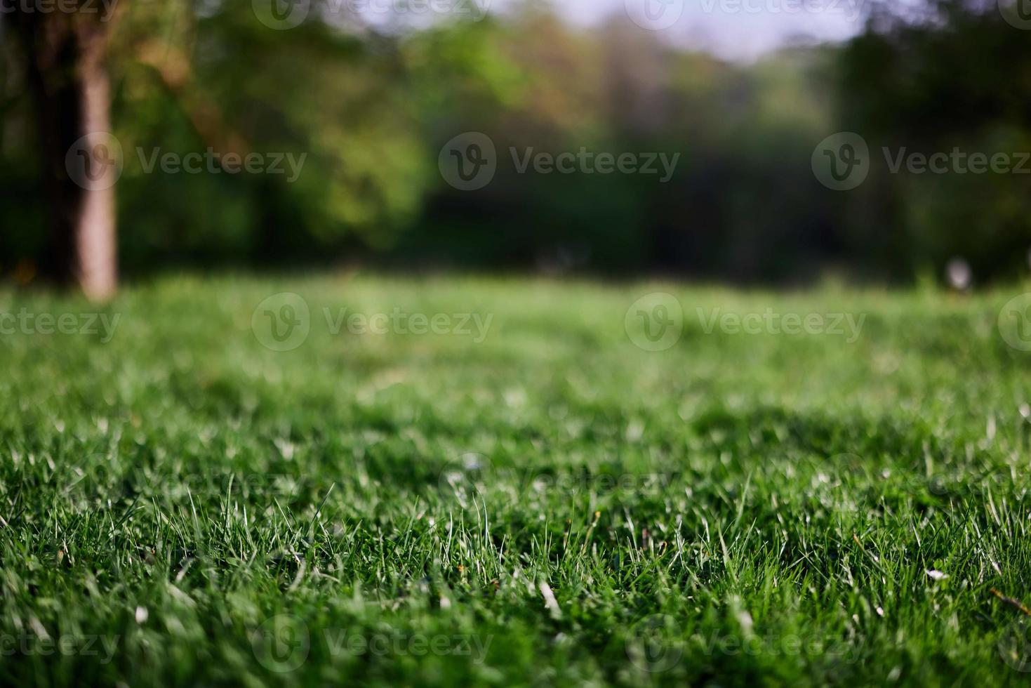 färsk grön gräs i ett alpina äng i solljus foto
