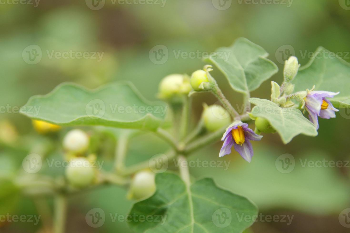 blomma av lila-fruktiga ärta äggplanta blomning på gren med löv och ung frukter. annan namn är solanum trilobatum, sparvars brinjal. foto