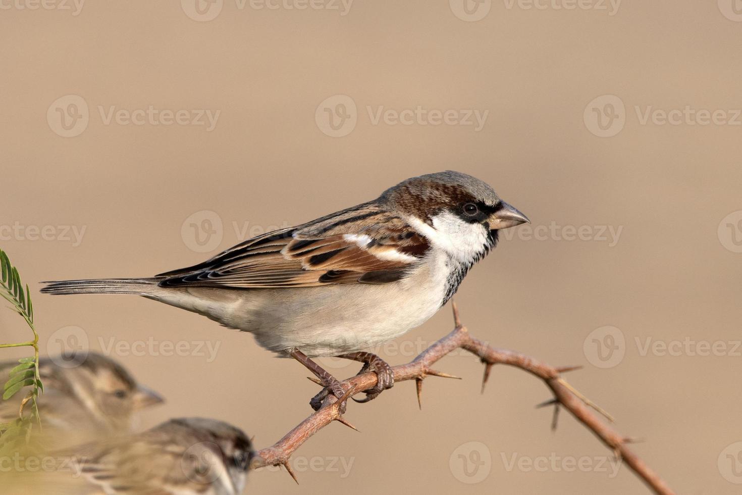 hus Sparv eller passer domesticus observerats nära nalsarovar i gujarat, Indien foto